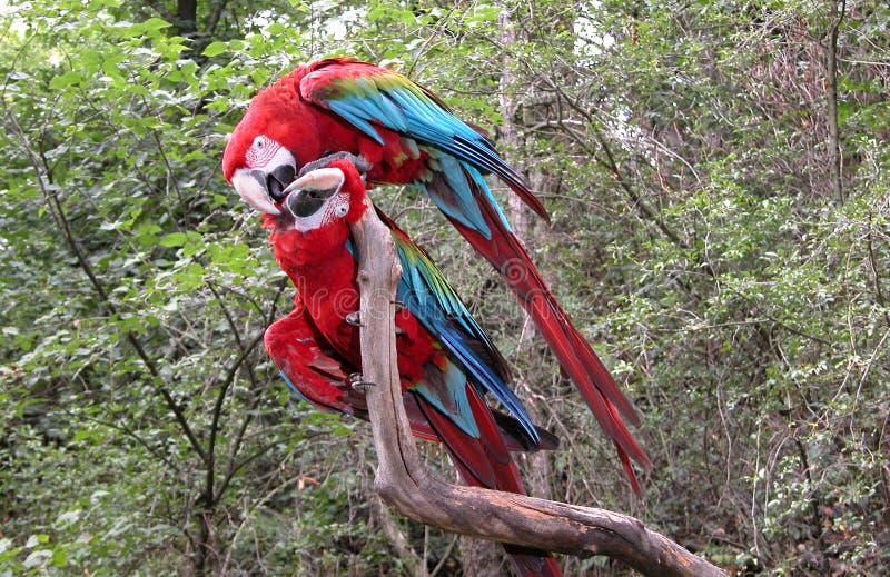 Pair of parrot birds