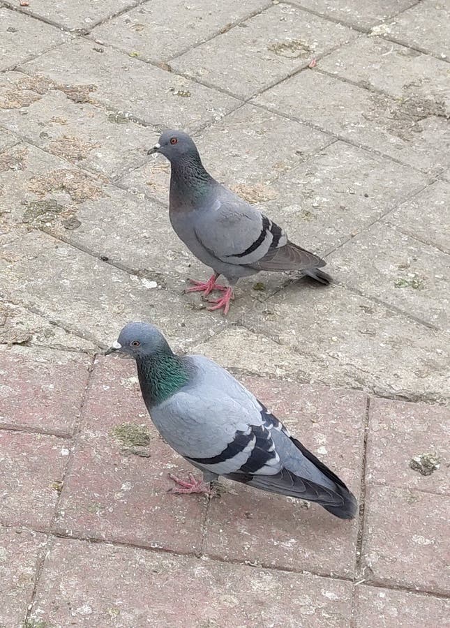 Two Pigeons Sitting On The Window Through The Bars On The Window In The