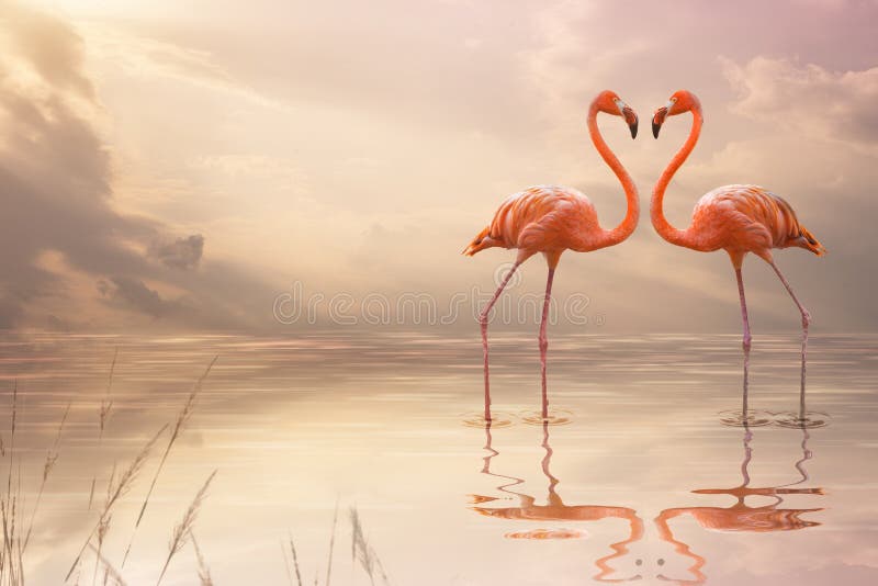 A Pair of Pink Flamingos Making a Heart Shape in Reflection Pond. Love