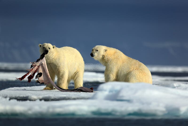 Pair polar bears with seal pelt after feeding carcass on drift ice with snow and blue sky in Arctic Svalbard
