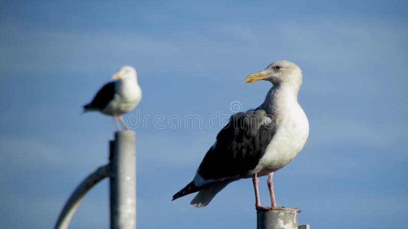 A pair of posing seagulls