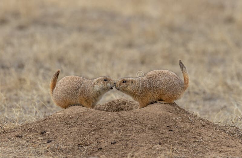 how do prairie dogs interact