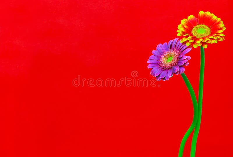 Elegant purple and flaming red yellow gerber daisy flowers on red background