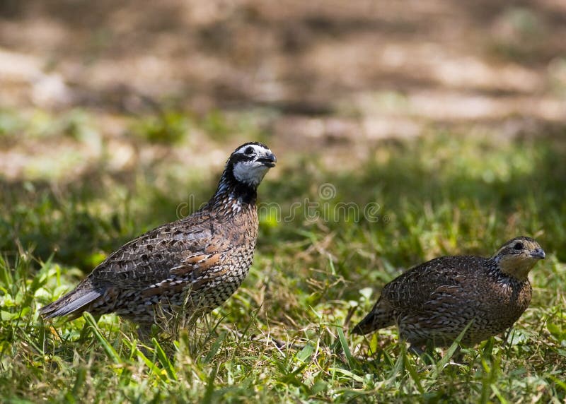 Pair of quail