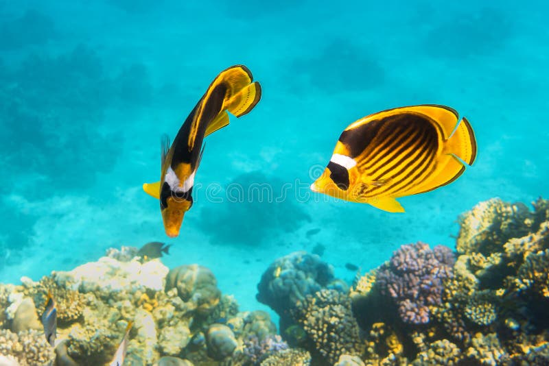 Pair Of Raccoon Butterflyfishes Over The Coral Reef, Clear Blue Turquoise Water. Colorful Tropical Fish In The Ocean. Beauty stock images Pair Of Raccoon Butterflyfishes Over The Coral Reef, Clear Blue Turquoise Water. Colorful Tropical Fish In The Ocean. Beauty stock images