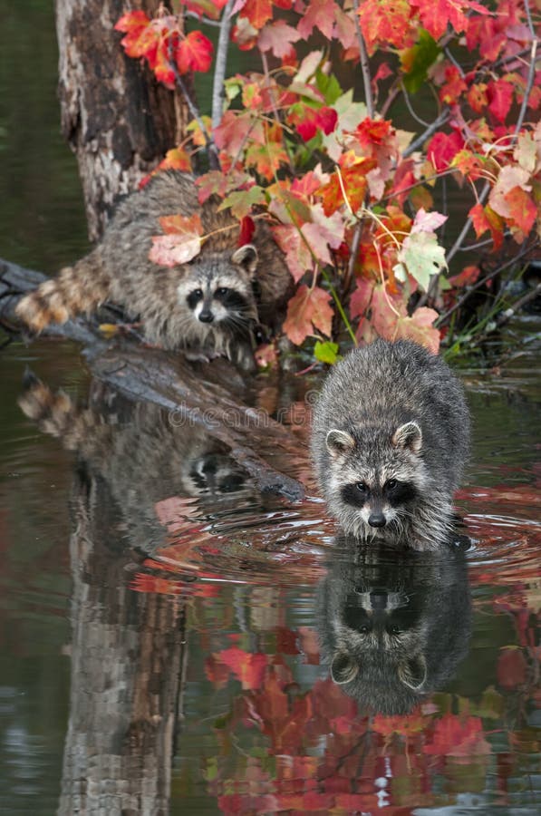 Pair of Raccoons Procyon lotor Stare Out from Logs in Pond Autumn royalty free stock images Pair of Raccoons Procyon lotor Stare Out from Logs in Pond Autumn royalty free stock images