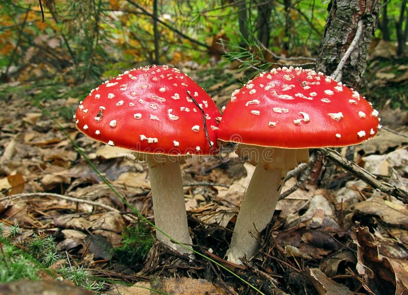 Pair of red fly agaric mushrooms in the autumn forest stock image Pair of red fly agaric mushrooms in the autumn forest stock image