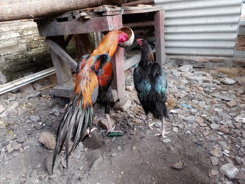 A Pair Rooster and Hen Breakfast in Coop Stock Photo Image of pair
