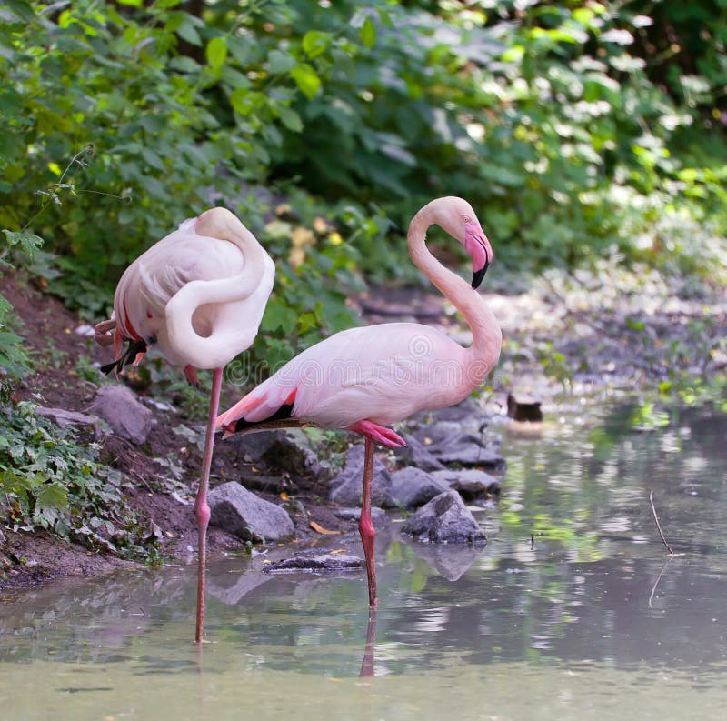 Pair of rose flamingo stranding in the lake