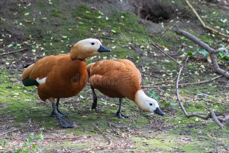 A pair of ruddy Shelduck Tadorna ferruginea purposeful coming together and talking, the Moscow zoo