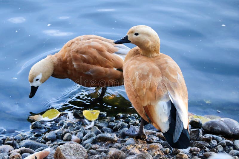 Pair of ruddy shelducks in the zoo close up with autumn leaves