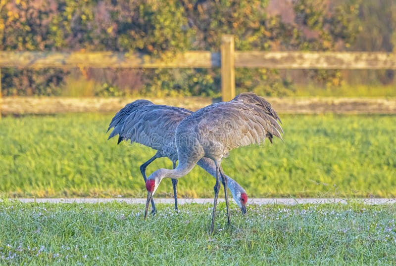 Pair of Sandhill Cranes Grazing Stock Photo Image of environment