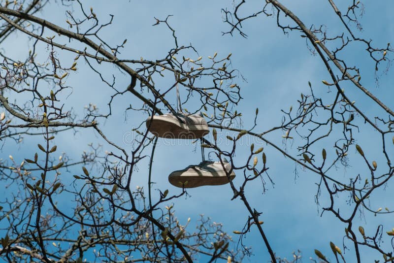 Pair of Shoes Hanging in Tree Isolated Stock Photo Image of shoe