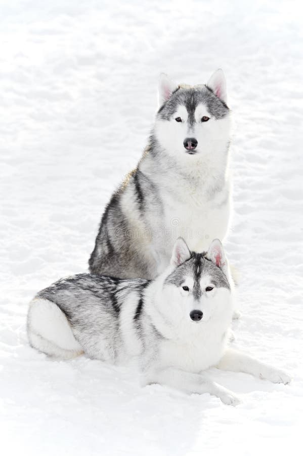 Pair of Husky Dogs Outdoors Stock Photo Image of pair, beautiful