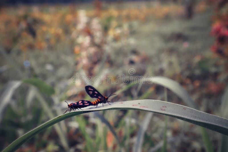 A Pair of Small Animals, Mating on a Leaf, in the Wild. Stock Image