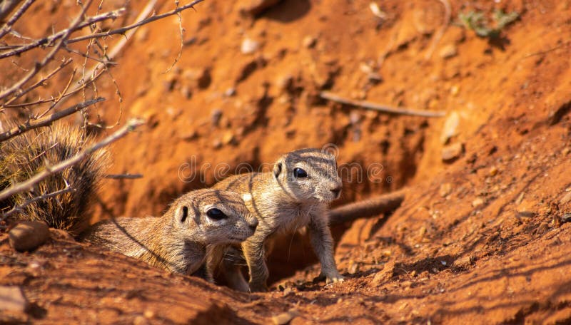 A pair of small ground gophers are curiously peeking out from underneath the sand in a desert setting