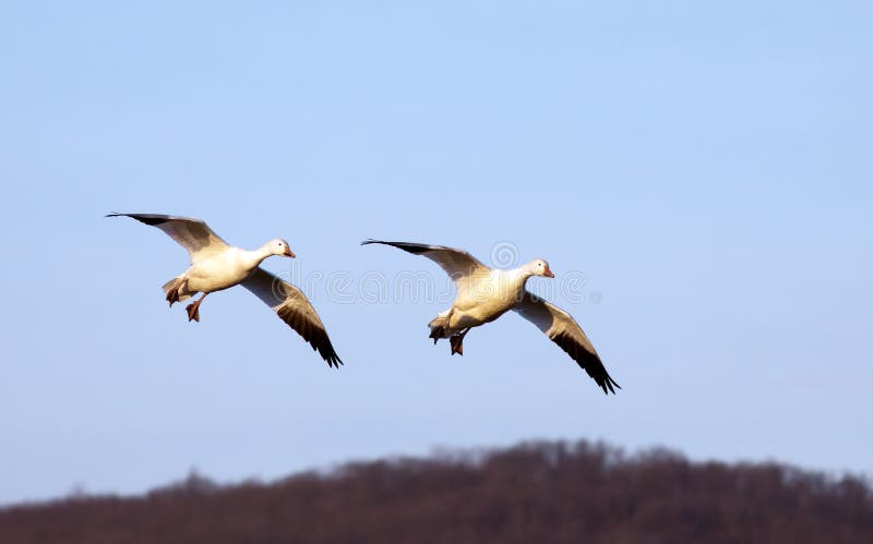 Snow Geese