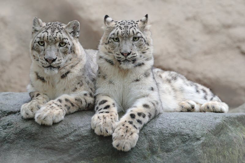 Pair of snow leopard with clear rock background, Hemis National Park, Kashmir, India. Wildlife scene from Asia. Detail portrait of royalty free stock image