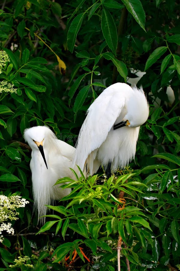 Pair of Snowy Egrets