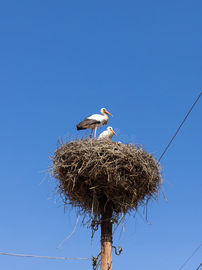 A pair of storks as a symbol of love, family happiness and the appearance of children in the family, fidelity, devotion and parental love. A pair of storks as a symbol of love, family happiness and the appearance of children in the family, fidelity, devotion and parental love