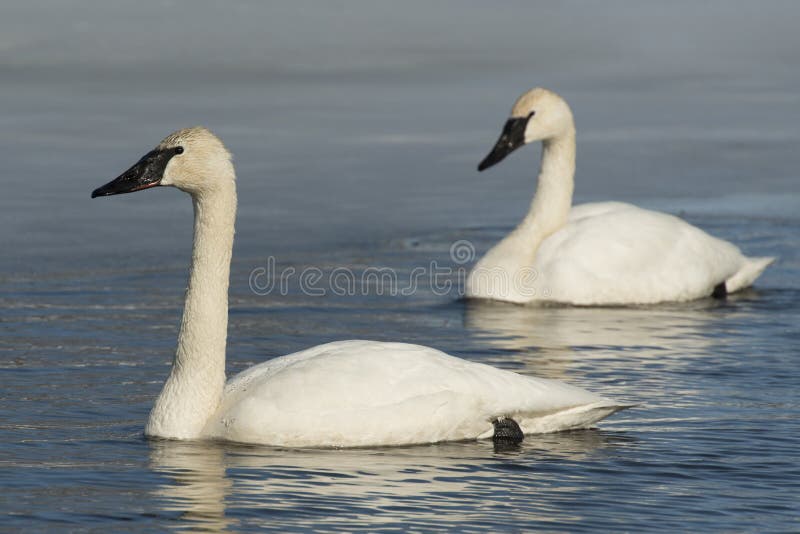 Pair of Swimming Swans