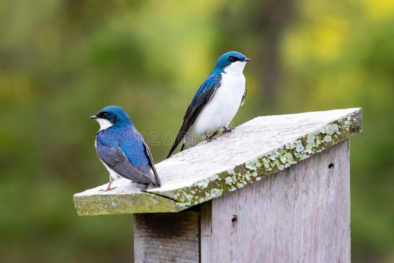 A Pair of Tree Swallows Tachycineta bicolor Sits on a Nest Box in Stroud Preserve, Chester County, Pennsylvania, USA