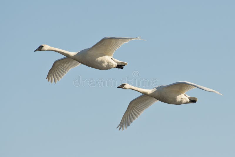 Pair of Swans