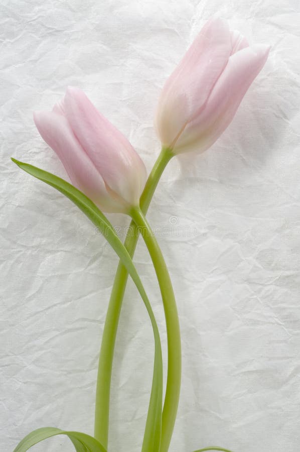 Pair of tulips