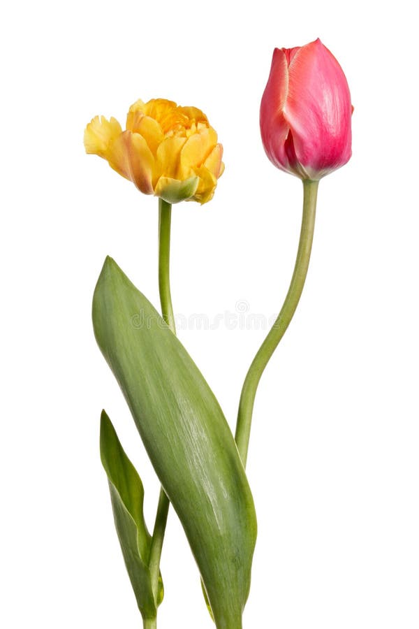 Pair of tulips stock photo. Image of love, colourful 65738616
