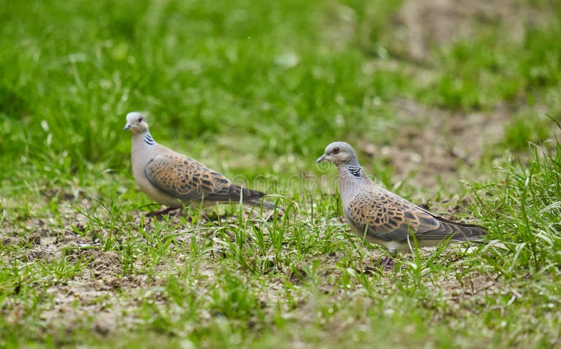 203 Two Turtle Doves Stock Photos - Free & Royalty-Free 203 Two Turtle Doves Stock Photos - Free & Royalty-Free