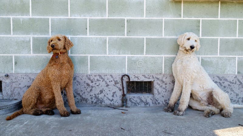 A pair of twin Poodle brothers sitting against the wall royalty free stock photography A pair of twin Poodle brothers sitting against the wall royalty free stock photography