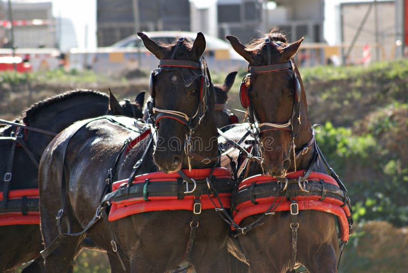 Pair of two brown Spanish horses pulling a carriage stock images Pair of two brown Spanish horses pulling a carriage stock images