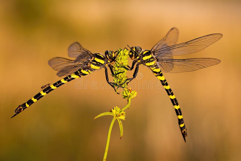 Pair of two dragonflies sitting close to each other in summer