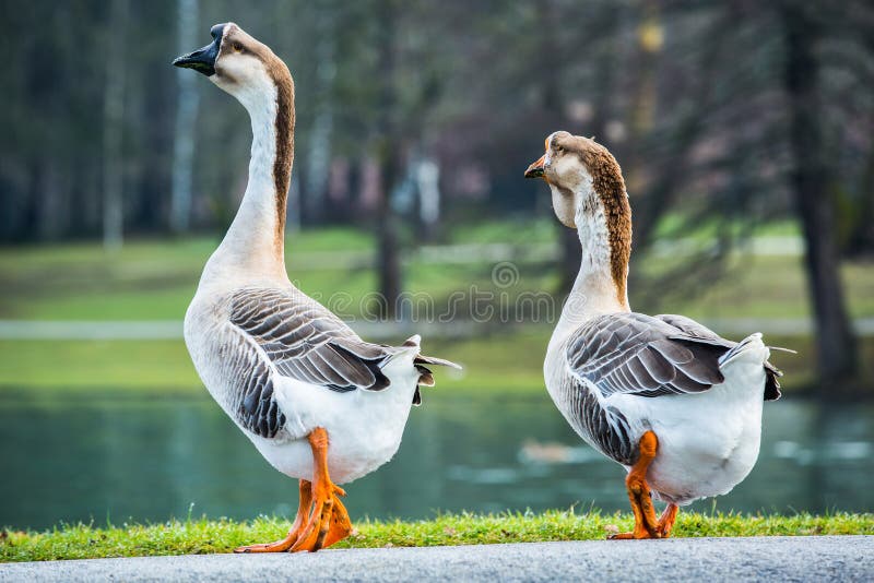 Pair of white Chinese geese in a park stock image Pair of white Chinese geese in a park stock image