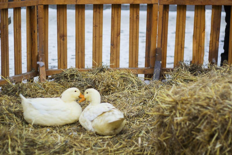 Pair of White Ducks on Hay. Pair of Pekin Duck Stock Photo Image of