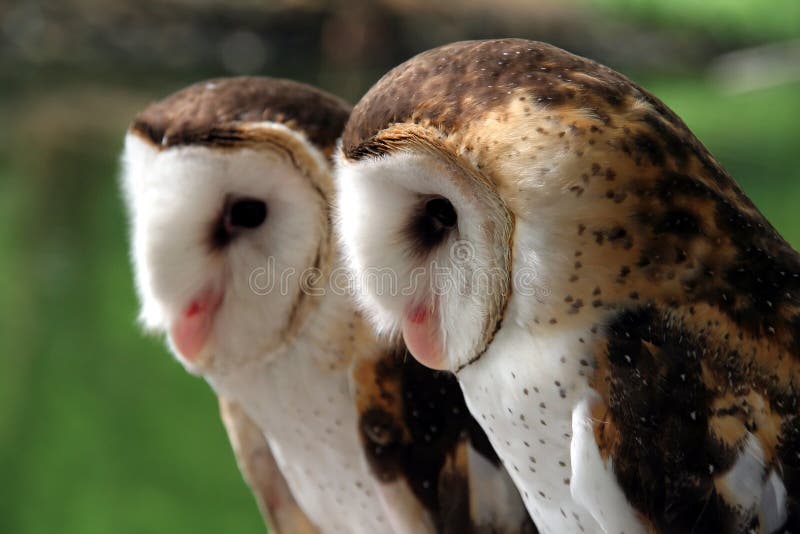Pair of white-faced owls royalty free stock images