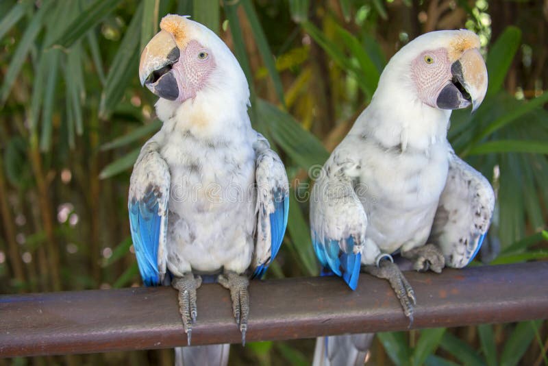 albino 3 free albino 3 free