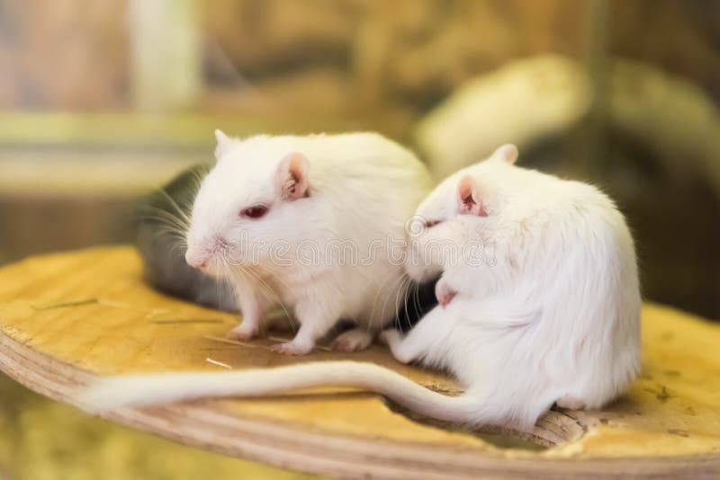 A Pair of White Mice with a Long Tail. Closeup, Portrait. Stock Photo