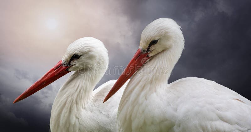 Pair of white storks portrait closeup, stormy clouds in the background