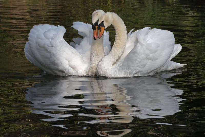 A white swan couple