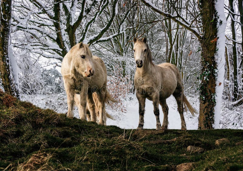 Pair of white welsh mountain ponies with snow laden woodland background royalty free stock photography Pair of white welsh mountain ponies with snow laden woodland background royalty free stock photography
