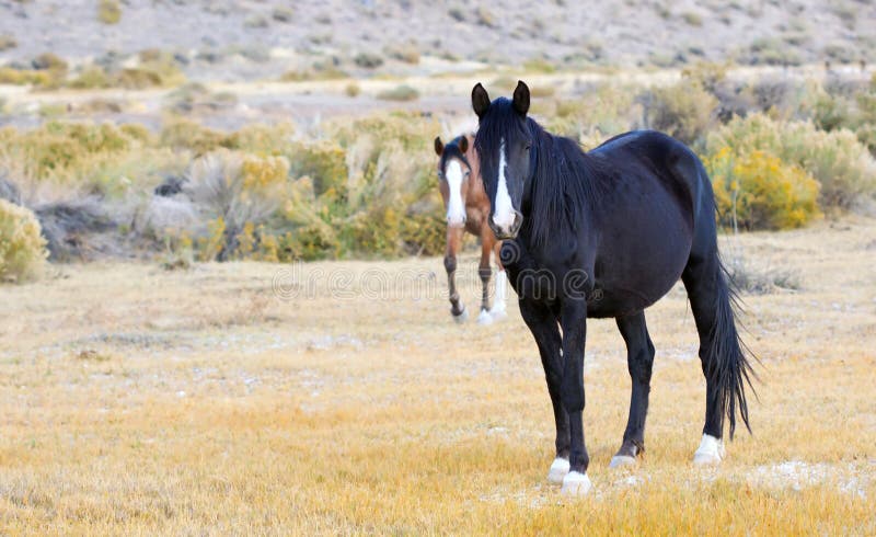 Pair of Wild Horses