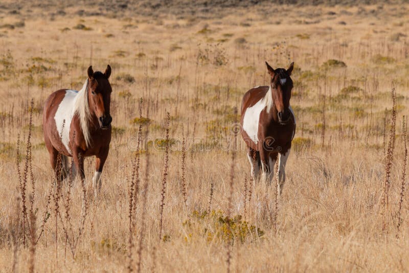 Pair of Wild Horses in the Utah Desert Stock Image Image of onaqui