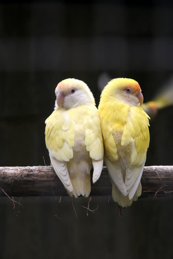 Pair of Yellow birds stock image. Image of animal, love 4728705
