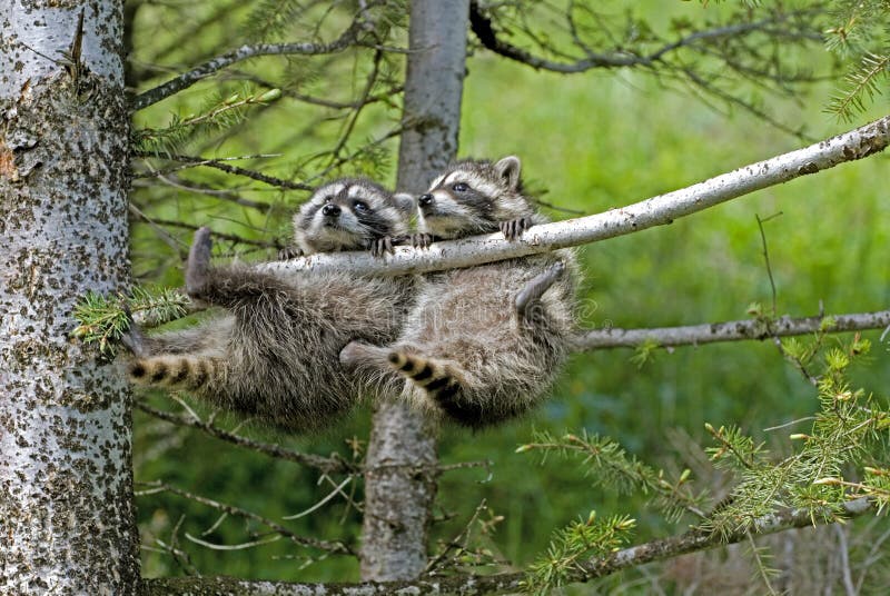 Two young raccoons hanging out