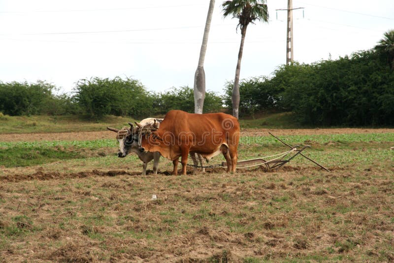 Pair of zebus plowing the land in Pinar del RÃ­o, Cuba. Cuban cattle. Cuban agriculture and livestock. Manual plow drawn by animal