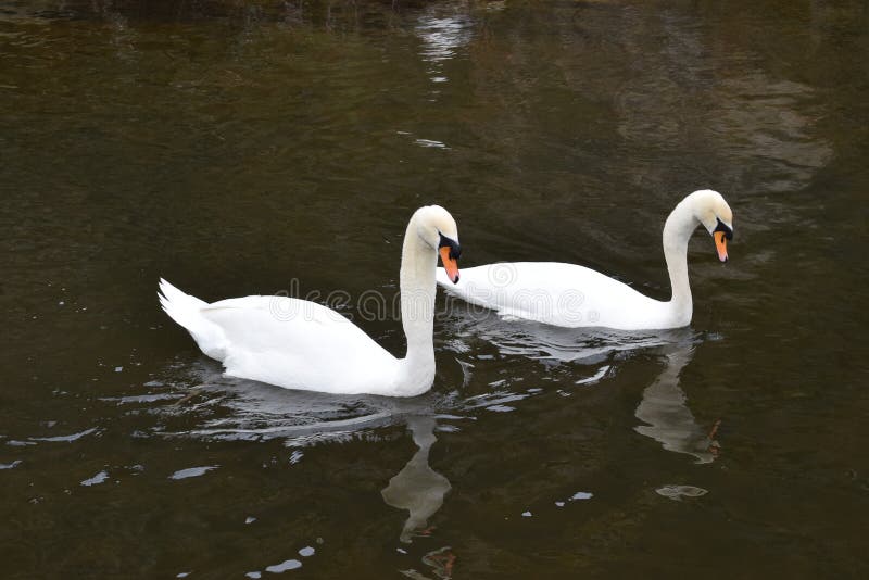 Paires blanches de cygne dans l'eau image libre de droits Paires blanches de cygne dans l'eau image libre de droits