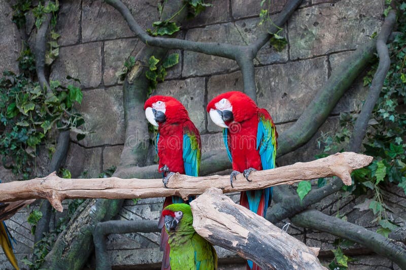 Paires d'aras rouges de grande écarlate, arums Macao, deux oiseaux se reposant sur la branche Scène de faune de nature tropicale photo libre de droits Paires d'aras rouges de grande écarlate, arums Macao, deux oiseaux se reposant sur la branche Scène de faune de nature tropicale photo libre de droits
