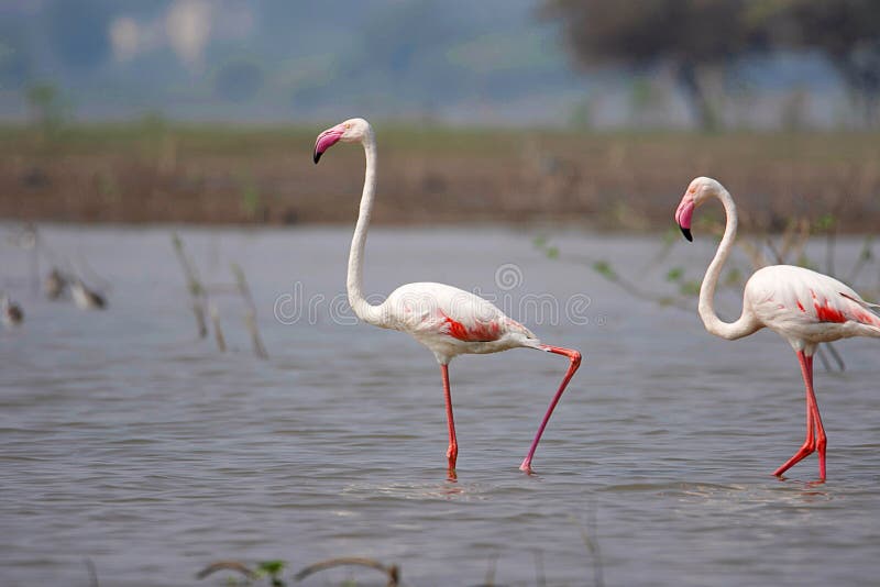 Paires d'un plus grand flamant, roseus de Phoenicopterus, mares de barrage d'Ujjani, Bhigwan, maharashtra photos libres de droits Paires d'un plus grand flamant, roseus de Phoenicopterus, mares de barrage d'Ujjani, Bhigwan, maharashtra photos libres de droits