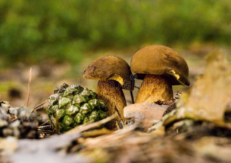 Paires de boletus comestibles dans des feuilles sèches images stock Paires de boletus comestibles dans des feuilles sèches images stock